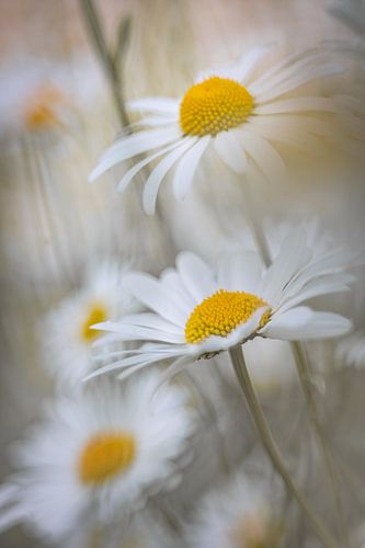 Marguerites vintage