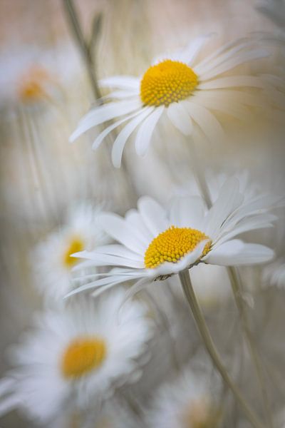 Daisies vintage by Patricia van Kuik