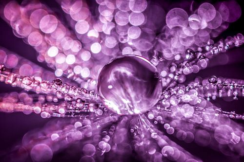 Waterdruppels op een pluis