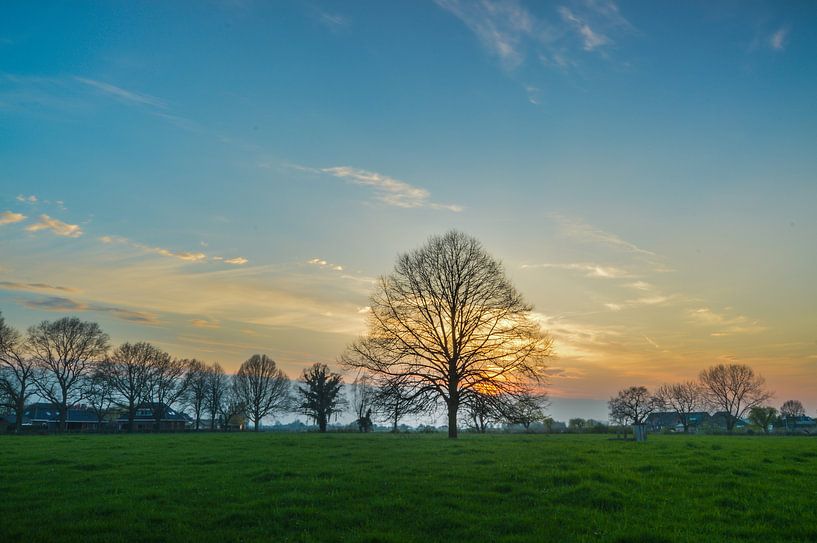 schöner Sonnenuntergang über einer Wiese mit einem einsamen Baum von Patrick Verhoef