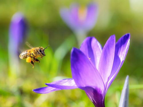 Een vliegende bij bij een paarse krokus