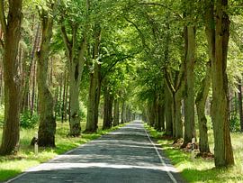 Magnificent Tree-Lined Road in the Uckermark
