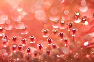 Sundew 7