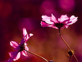 Pink Cosmea flowers with pink bokeh by Anne Ponsen