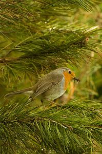 Roodborst van Ton van Weenen