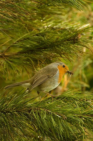 Roodborst von Ton van Weenen