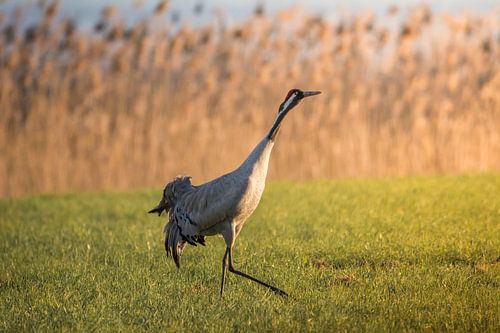 Kraan bij zonsondergang