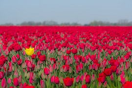 Bijzondere tulp von Moetwil en van Dijk - Fotografie