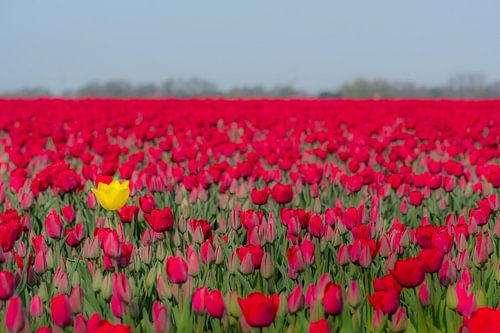 Bijzondere tulp