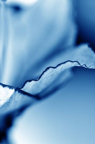 Amaryllis 03 - on the edge by Mariska van Vondelen