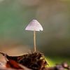 Pilz im Wald von Wendy van der Klift-Bartelings