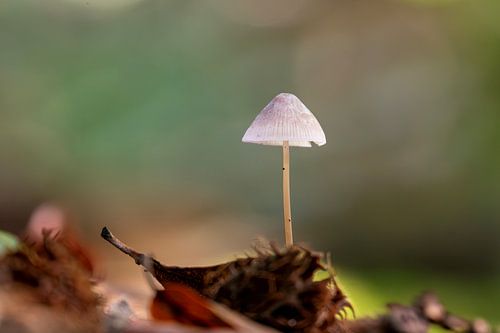 Paddenstoel in het bos