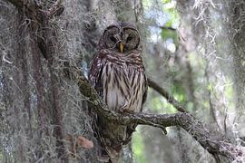 Barred Owl Florida USA by Frank Fichtmüller
