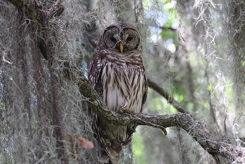 Barred Owl Florida USA