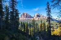Forest and mountains in the Dolomites