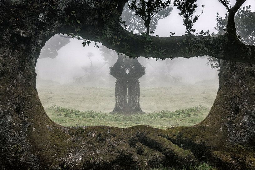 Verera do Fanal par Henk Leijen