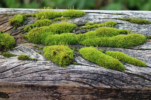 Mos op een houten leuning