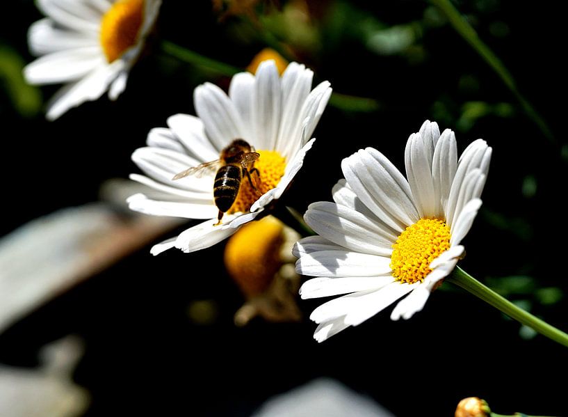 Marguerite with bee by joyce kool