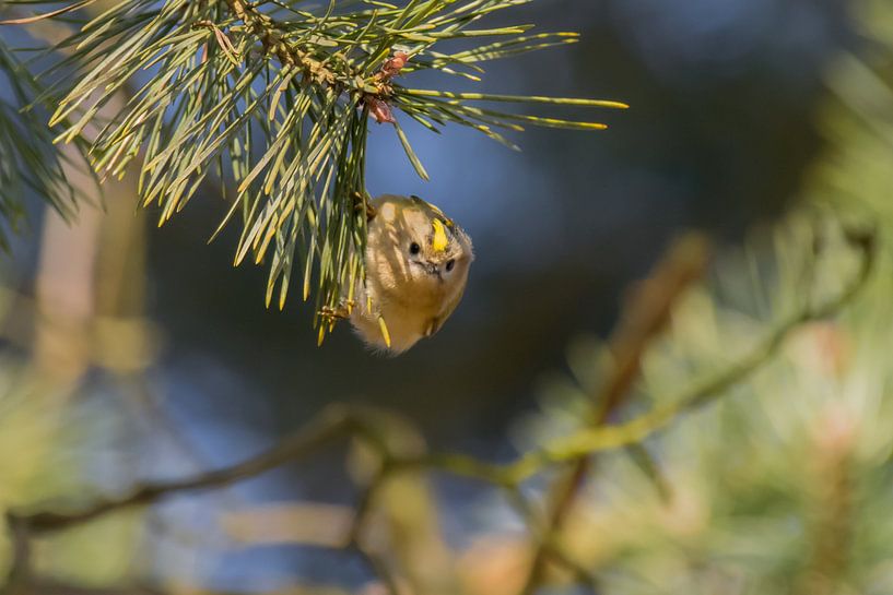 Kleines Bedürfnis von Andrea de Vries