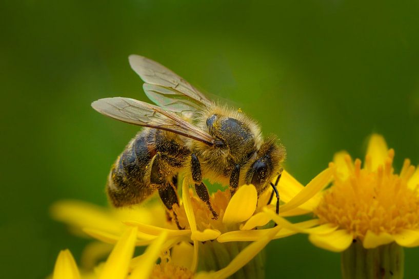 Abeille à miel par Joachim Neumann