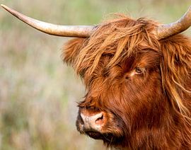 Portrait Scottish Highlander by By Marjolein Design