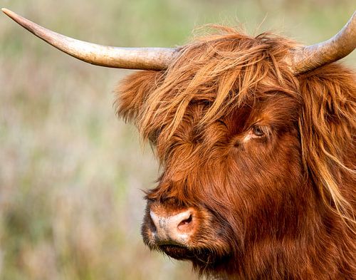 Portrait Scottish Highlander