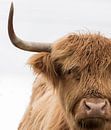 Portret van een Schotse Hooglander van Ans Bastiaanssen thumbnail