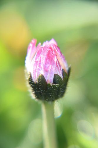 madeliefje in de dop