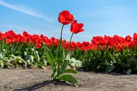 Tulips from Amsterdam by Henri Boer Fotografie