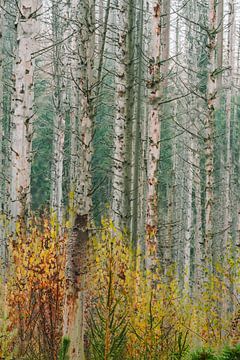 Planken Wambuis part 158 by Tania Perneel