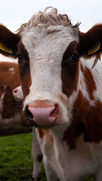 cow by Liv ter Riet