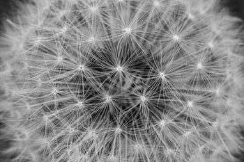 Des étoiles dans une fleur