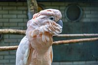 Pink Cockatoo in Ljubljana