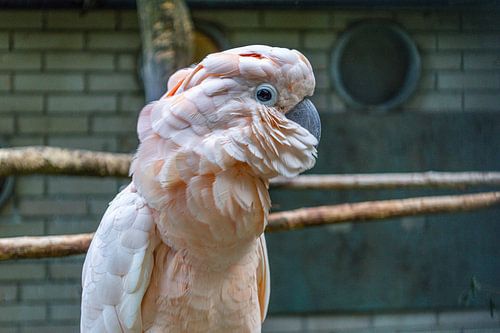 Un cacatoès rose à Ljubljana