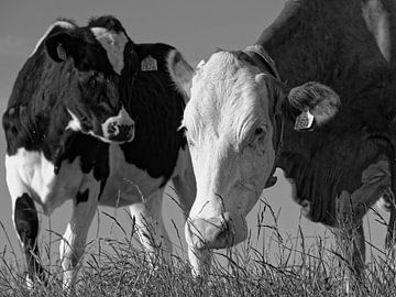 Cow black and white