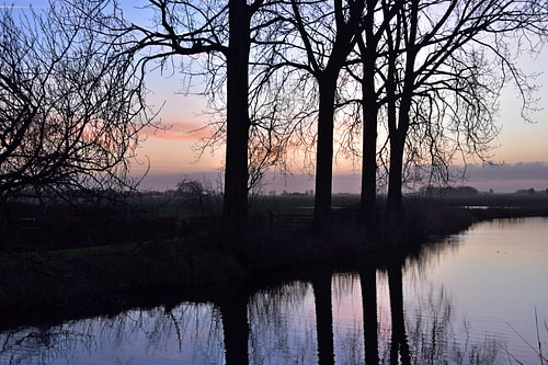 Trees at Thesingermaar 3