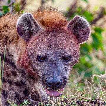 Hyenakop van Peter Michel