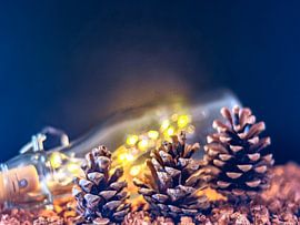 KONZEPT HERBST : TANNENZAPFEN IM HERBST