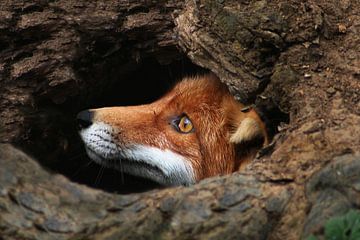 Red fox  von Renate Peppenster