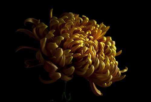 Chrysant. Close up.
