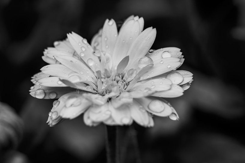 After the rain drops on the leaves by Jolanda de Jong-Jansen