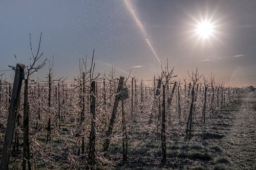 Beregenen fruiboomgaard