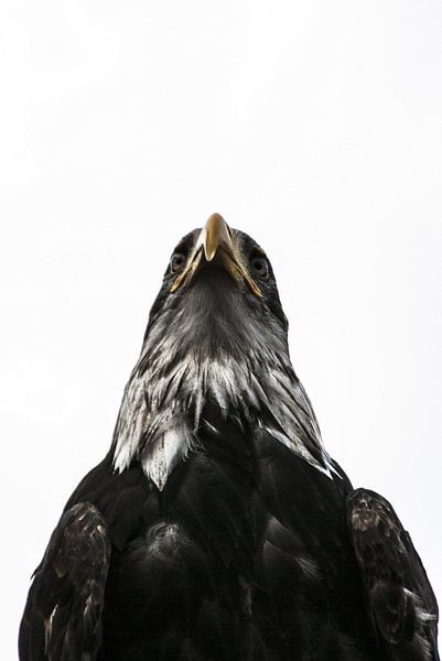 The king of the air by Norbert Sülzner