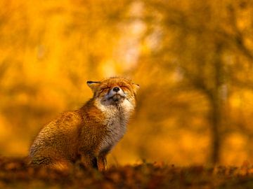 spring sunshine by Arjen Kommer