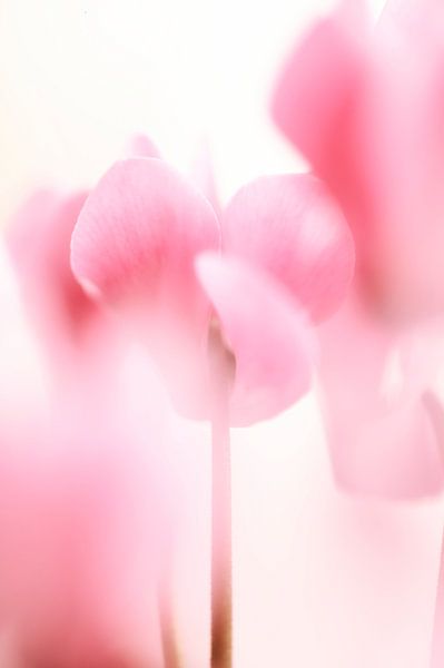 Cyclamen by Foto A de Jong