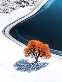 Lonely tree by the beach by haroulita