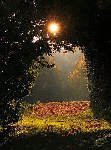 Herfstige open plek in het bos met gouden zon