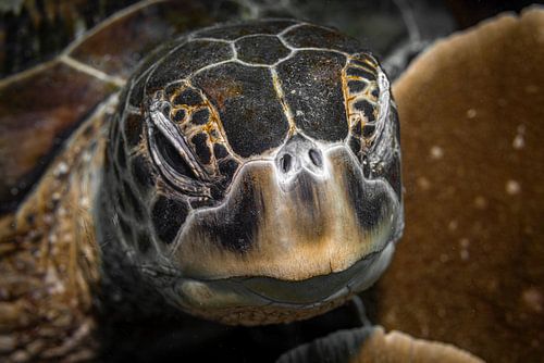 Sea turtle @ Komodo, Indonesia