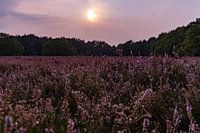 Paarse heide in bloei