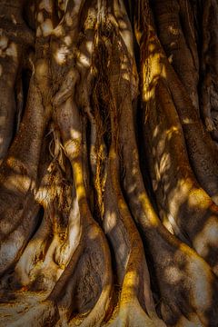 Tree trunk and root network Ficus by Dieter Walther